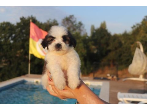 Sevimli shih tzu yavrusu sağlıklı, erkek ve dişi