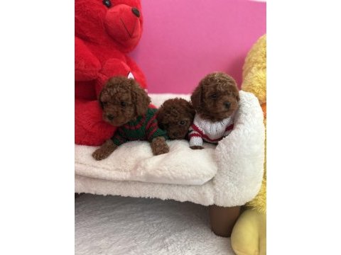 Red brown toy poodle yavrular
