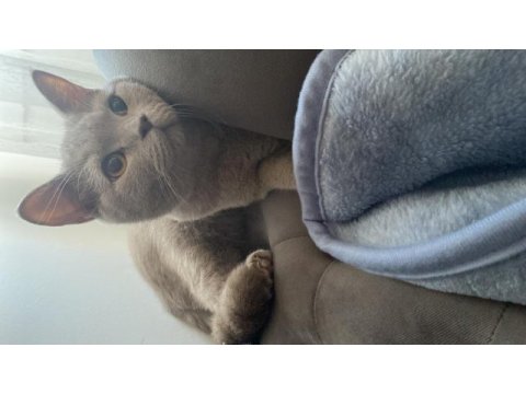 British shorthair lilac yeni yuvasını arıyor