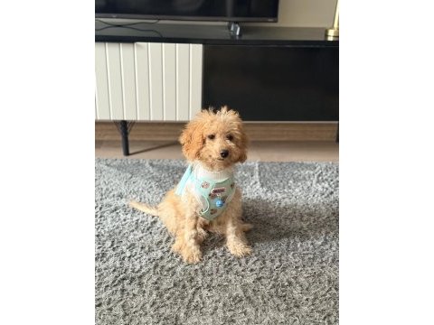 4 aylık erkek maltipoo tüm aşıları var