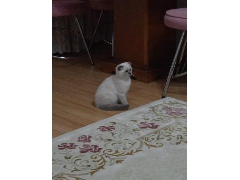 Scottish fold