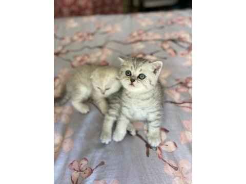Kedime eş arıyorum (scottish fold olmamalı)