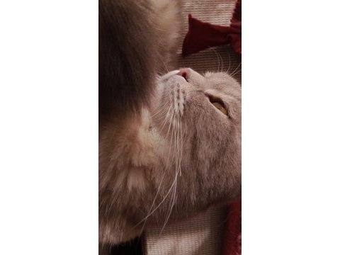 Bal gibi uygun scottish fold