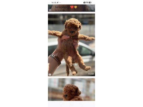 A kalite poodle bebekler