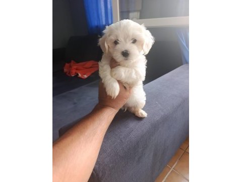 Safkan maltese terrier yavruları