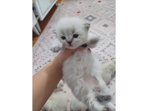 Safkan british longhair silver point yavrular