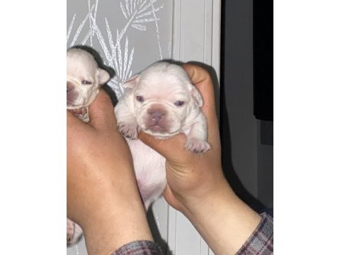 Krem platinyum french bulldog yavrular