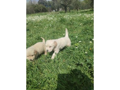İzmir golden retriever yavrular