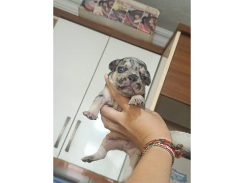 Anatomi harikası french bulldog yavrular