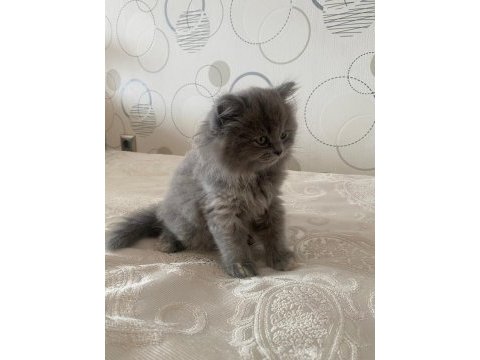 British shorthair kedimize acil yuva aranıyor
