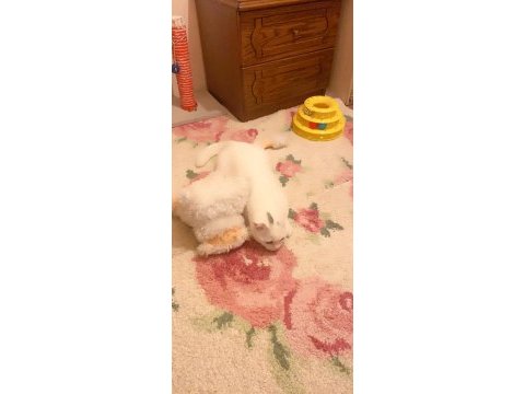 Kedi prens bal scottish fold