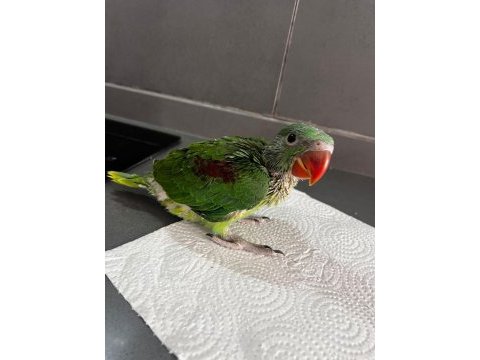 Bebek alexander maşallah el bebek