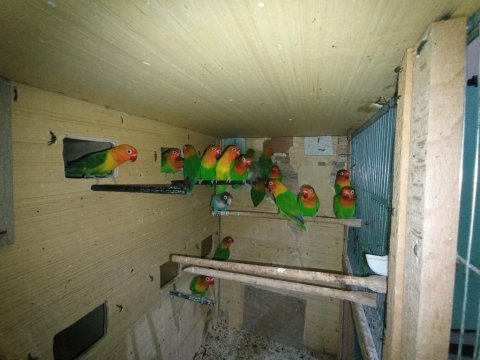 Takım yavru alınmış cennet papağanları