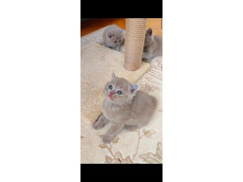 Lilac erkek ve dişi yavru kediler