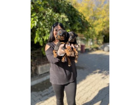 Üst kalite king doberman yavrularım