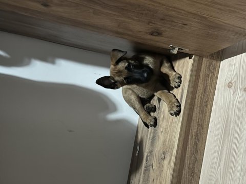 Belçika malinois 3 aylık