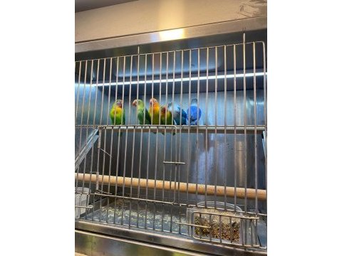 Bebek cennet papağanları şimdi stoklarımızda