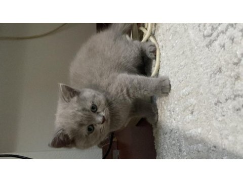 Dişi british shorthair yuva arıyor