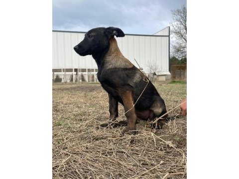 Malinois enerji ve heyecan belçika kurdu