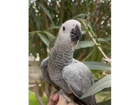 Bebek jako papağanı
