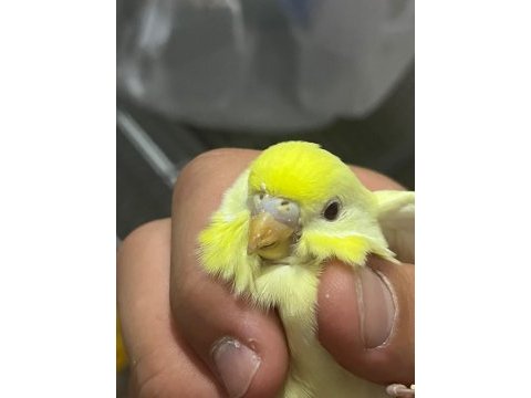 Yeni yeme düşmüş muhabbet yavrular ve takımlar