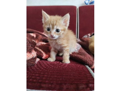 Bebek kedilerim çok şirin