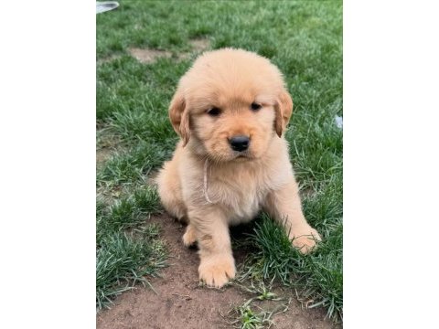 Golden retriever yavruları 