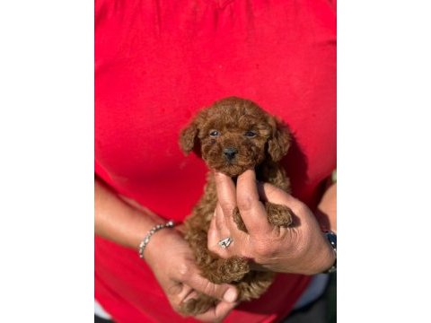 Büyümeyen aşılı wc eğitimli premıum toy poodle