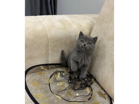 A kalite safkan british shorthair dişi erkek