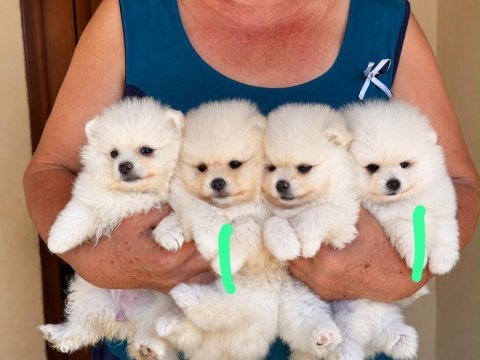Irk ve sağlık garantili pomeranian boo bebekler