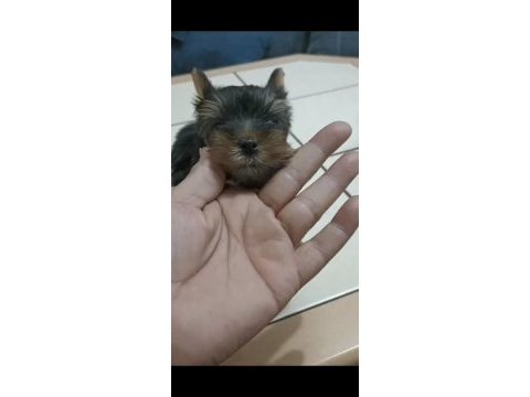 Yorkshire terrier