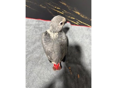 Evlat gibi bebek jako