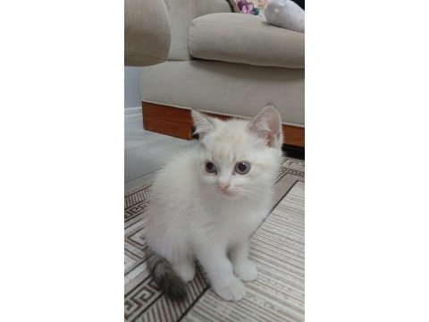 A kalite blue point ve scottish fold bebekler