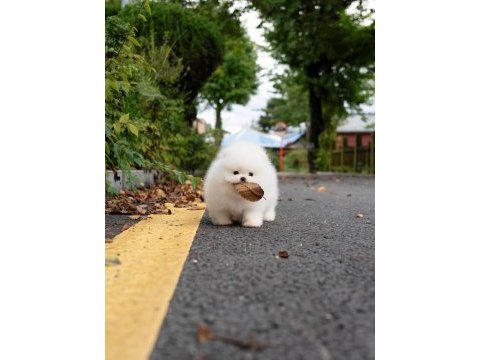 Pomeranian boo mini ayıcık yavrularımız