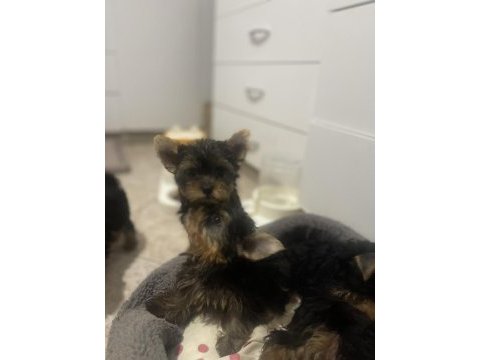 Wc eğitimli safkan yorkshire terrier bebekler