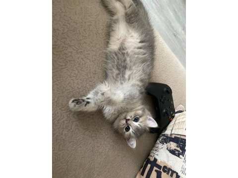 2 aylık british shorthair yavruları