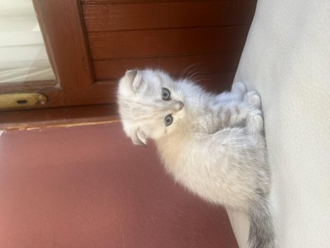 Scottish fold yavruları