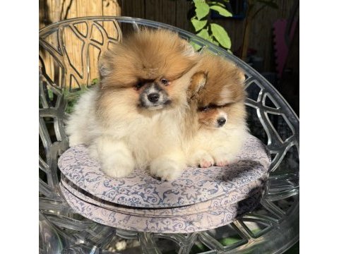 Saf kan pomeranian boo dişi party color