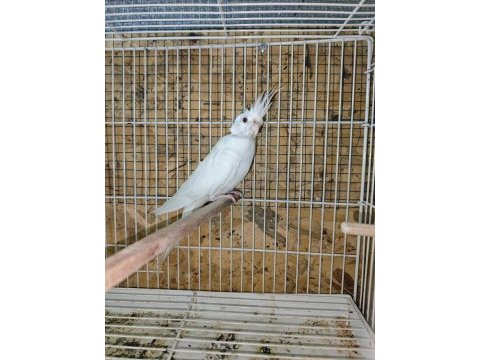 Yeni eşleme sultan papağanı albino takım