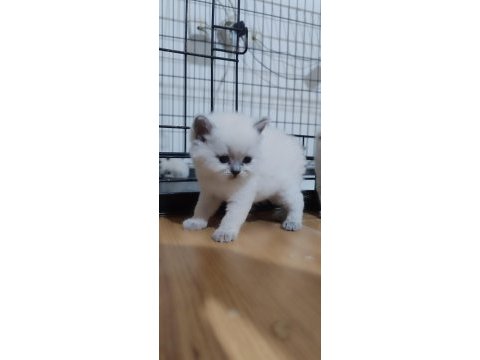 Safkan british shorthair bebeklerim hazır