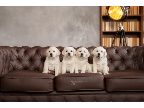 Şampanya labrador retriever yavruları