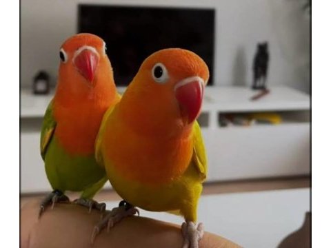 Sarı kırmızı eş cennet papağanı