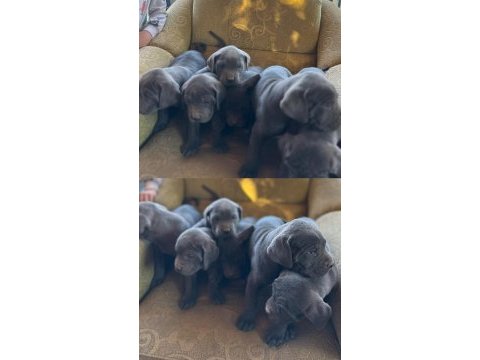 A kalite cane corso yavrularımız yeni yuvasını arıyor