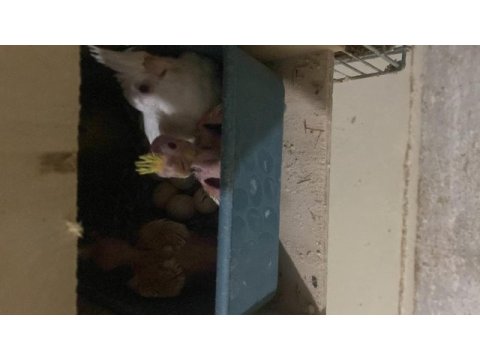 Üretimden albino, lutino yavru sultan papağanları