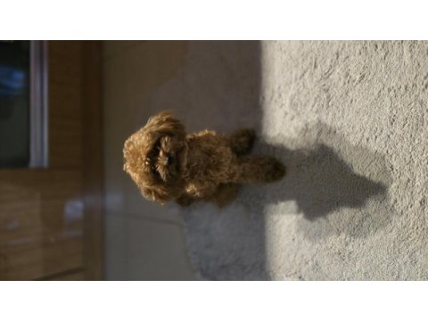 Teacup poodle kızımız