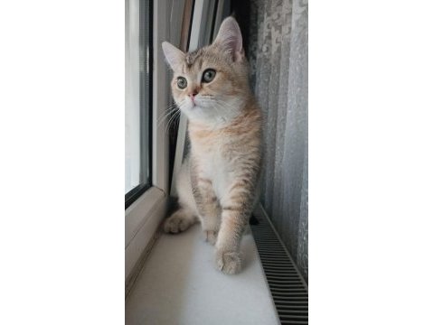 Son kalan golden yavru scottish