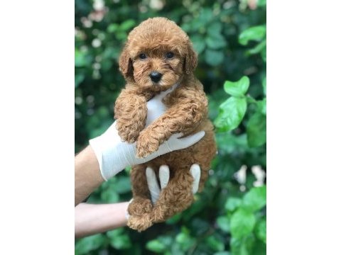 A kalite poodle ayarında maltipoo bebek