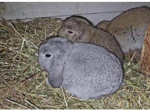 Cüce ve mini lop tavşanı bebeklerimiz