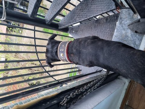 Ücretsiz sahiplendirilecek safkan cane corso