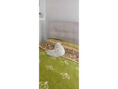 British shorthair kedimiz 1,5 yaşında